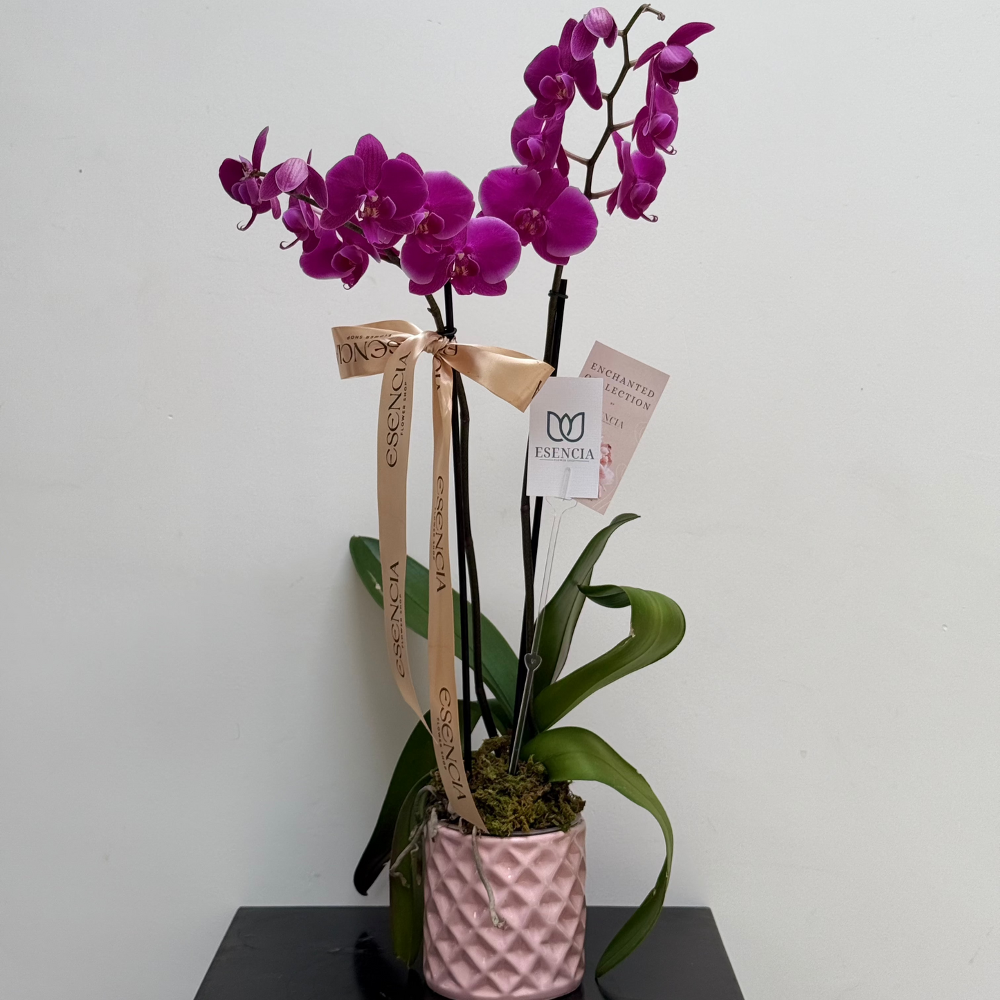 ORQUIDEA PHALAENOPSIS